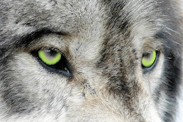 dzika natura warsztaty